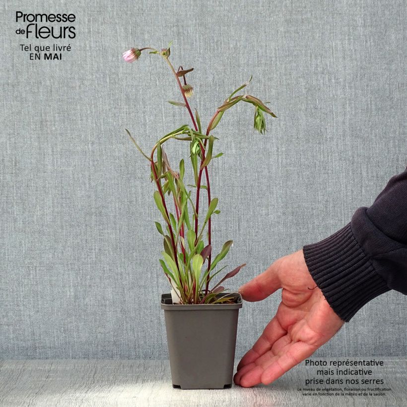 Erigeron Quakeress 8/9 cm pot sample as delivered in spring