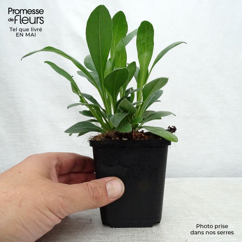 Erigeron speciosus Rosa Jewel 8/9 cm pot sample as delivered in spring