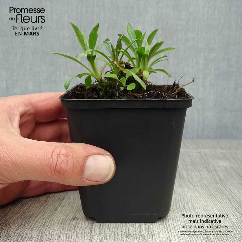 Erigeron Rosa Triumph 8/9 cm pot sample as delivered in spring