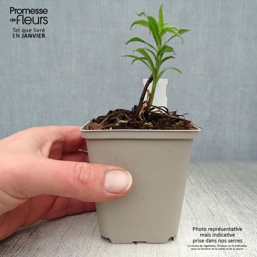 Erigeron Schwarzes Meer 8/9 cm pot sample as delivered in winter