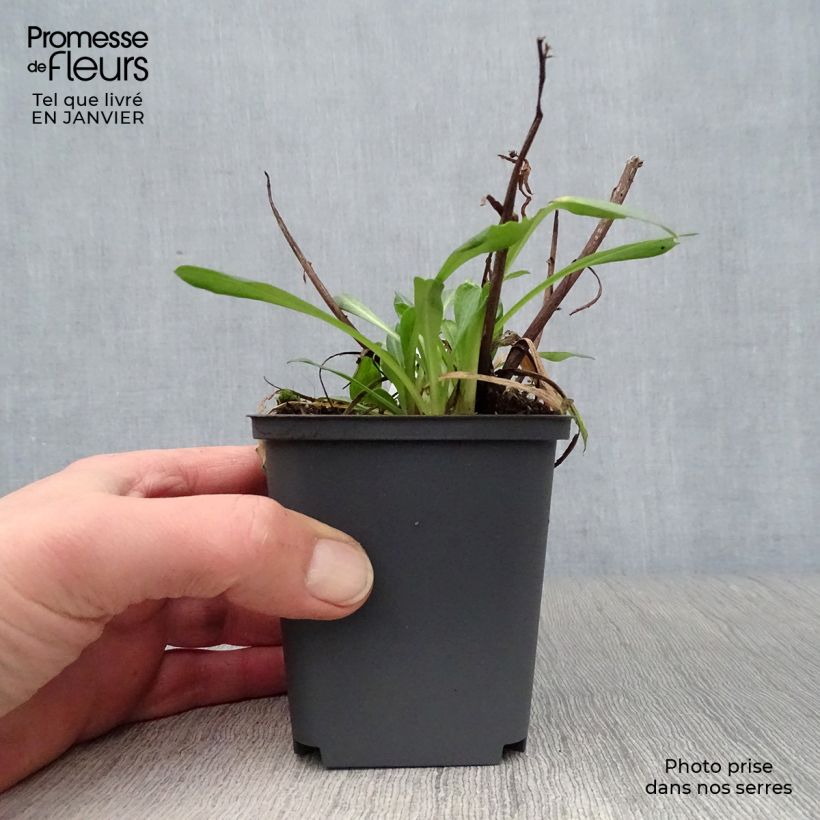 Erigeron speciosus Sommerneuschnee 8/9 cm pot sample as delivered in winter