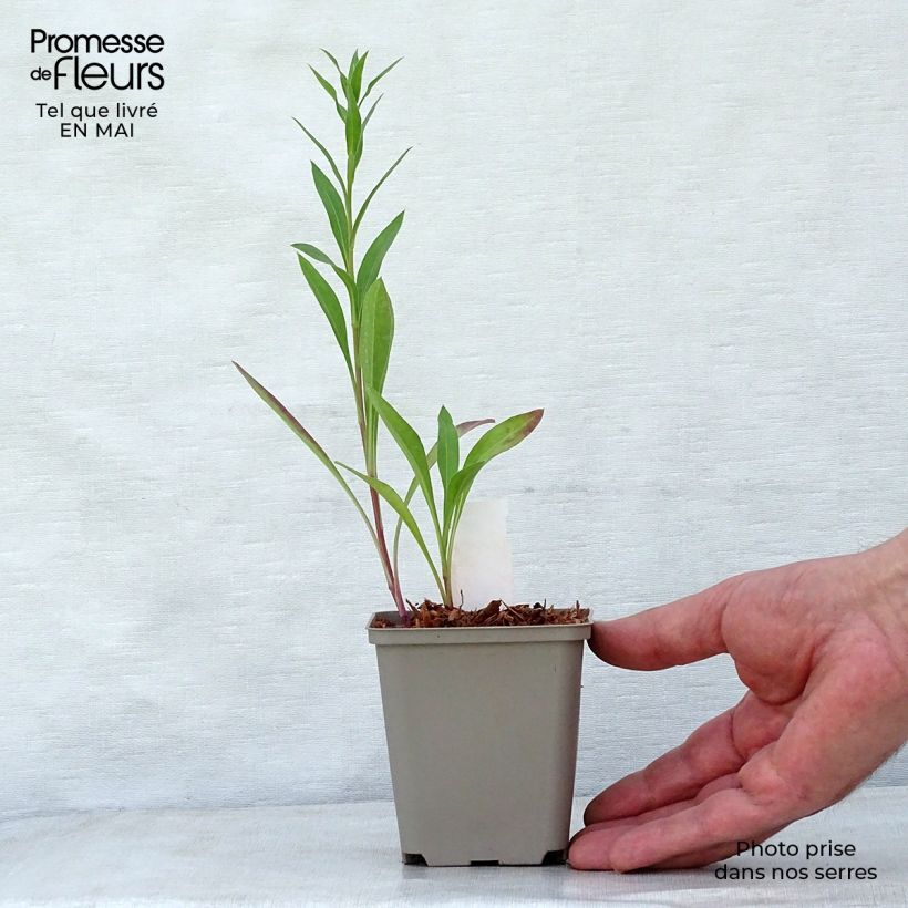 Erigeron Strahlenmeer 8/9 cm pot sample as delivered in spring