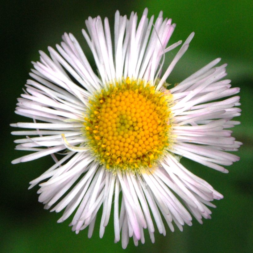 Erigeron annuus, Fleabane (Flowering)