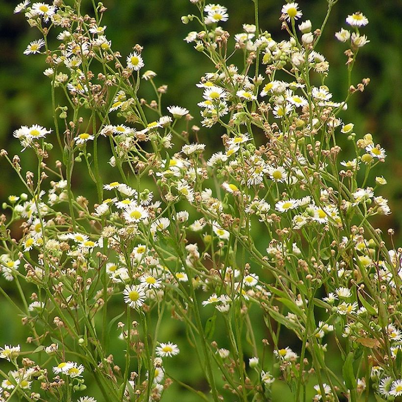 Erigeron annuus, Fleabane (Plant habit)