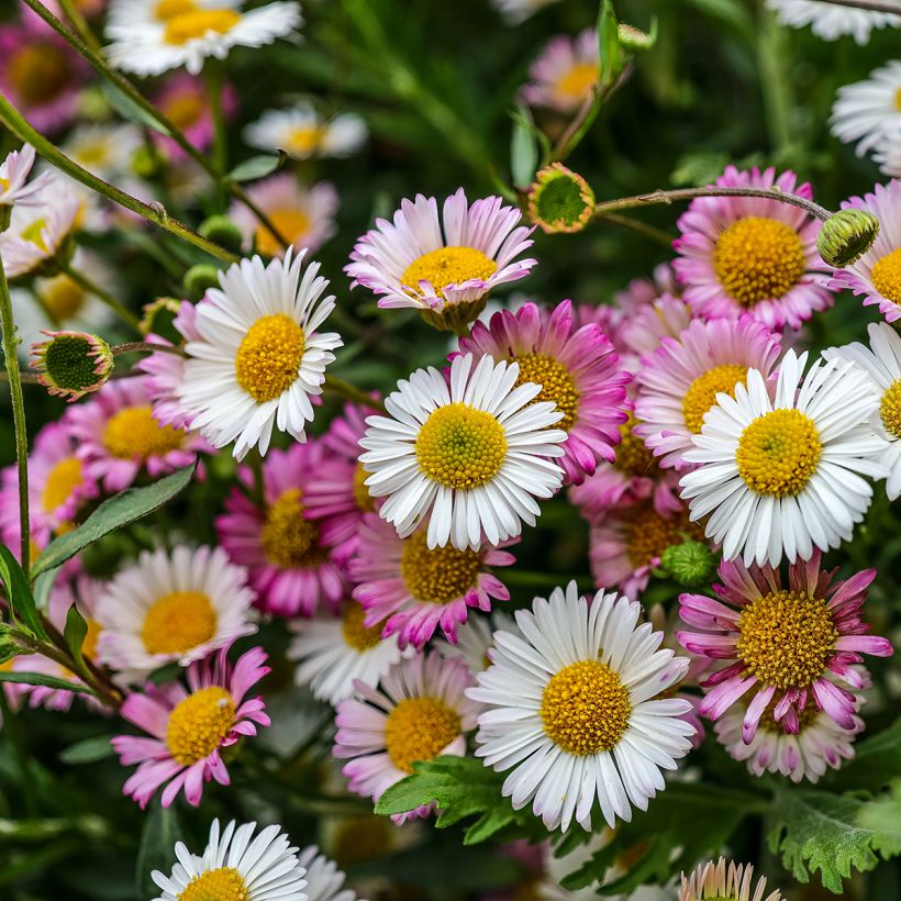 Erigeron karvinskianus (Flowering)
