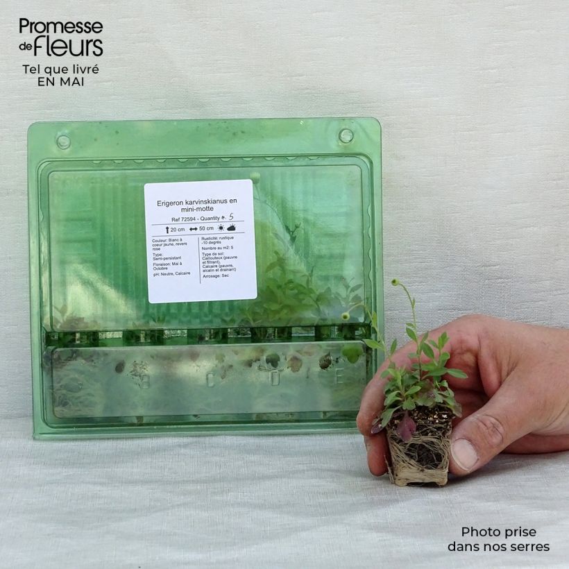 Erigeron karvinskianus Plug plant 3/4cm sample as delivered in spring