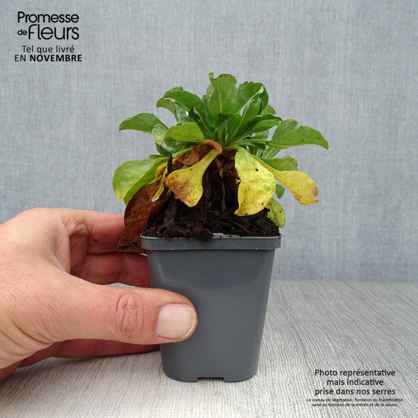 Erigeron eiomerus 7/8 cm pot sample as delivered in autumn