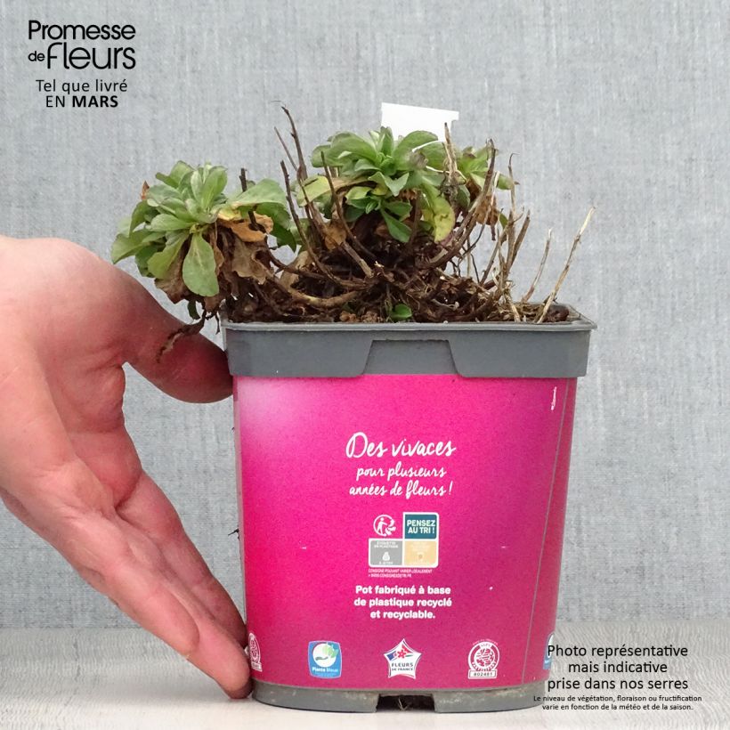 Erigeron eiomerus 2L/3L pot sample as delivered in spring