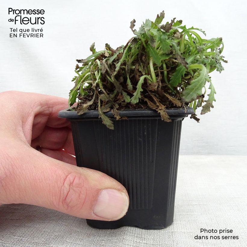 Erinus alpinus 8/9 cm pot sample as delivered in winter