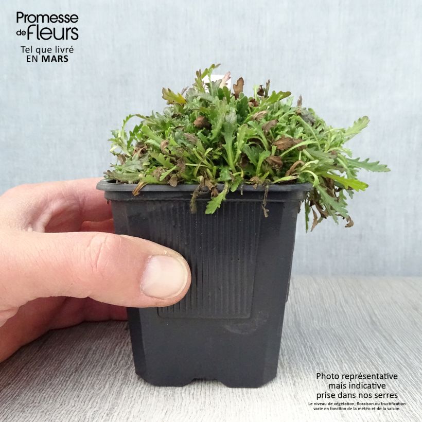 Erinus alpinus 8/9 cm pot sample as delivered in spring