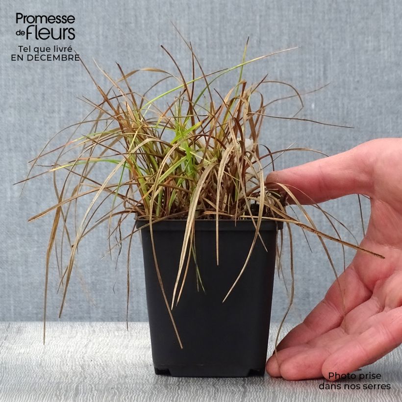 Eriophoron angustifolium 8/9 cm pot sample as delivered in winter