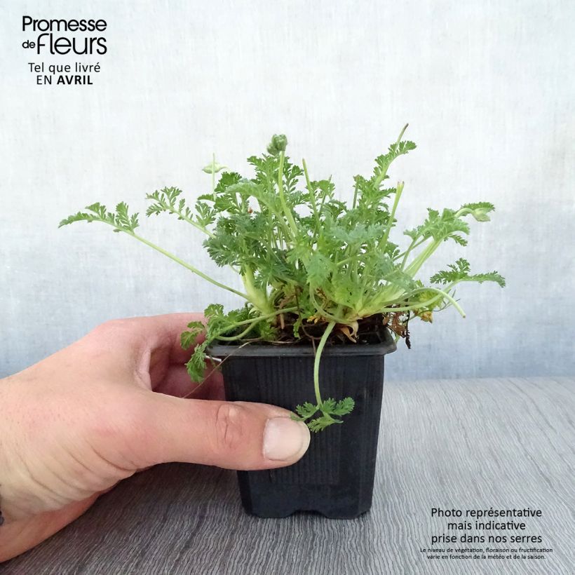 Erodium Stephanie - Storksbill 8/9 cm pot sample as delivered in spring