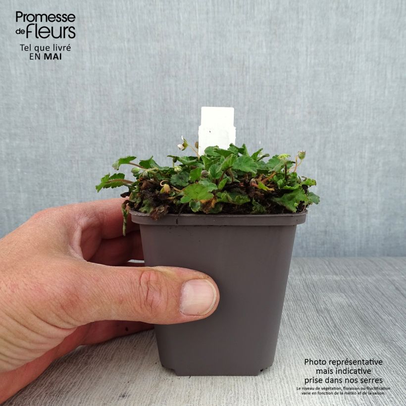 Erodium variabile Album - Storksbill 8/9 cm pot sample as delivered in spring