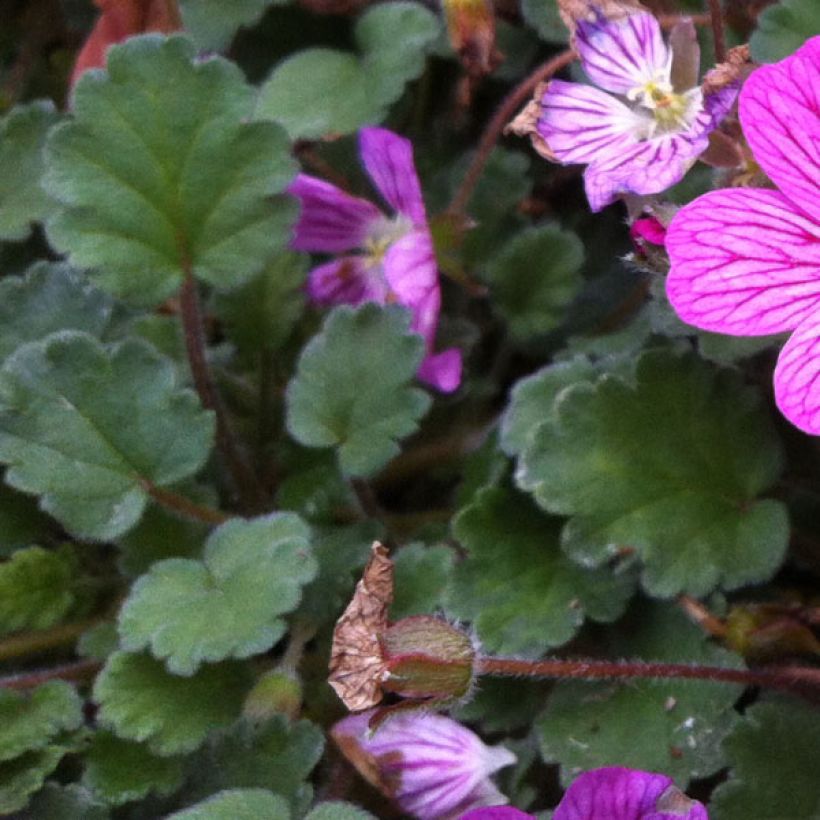 Erodium Bishops Form - Storksbill (Foliage)