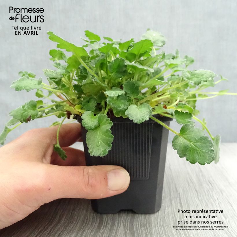 Erodium Bishops Form - Storksbill 8/9 cm pot sample as delivered in spring