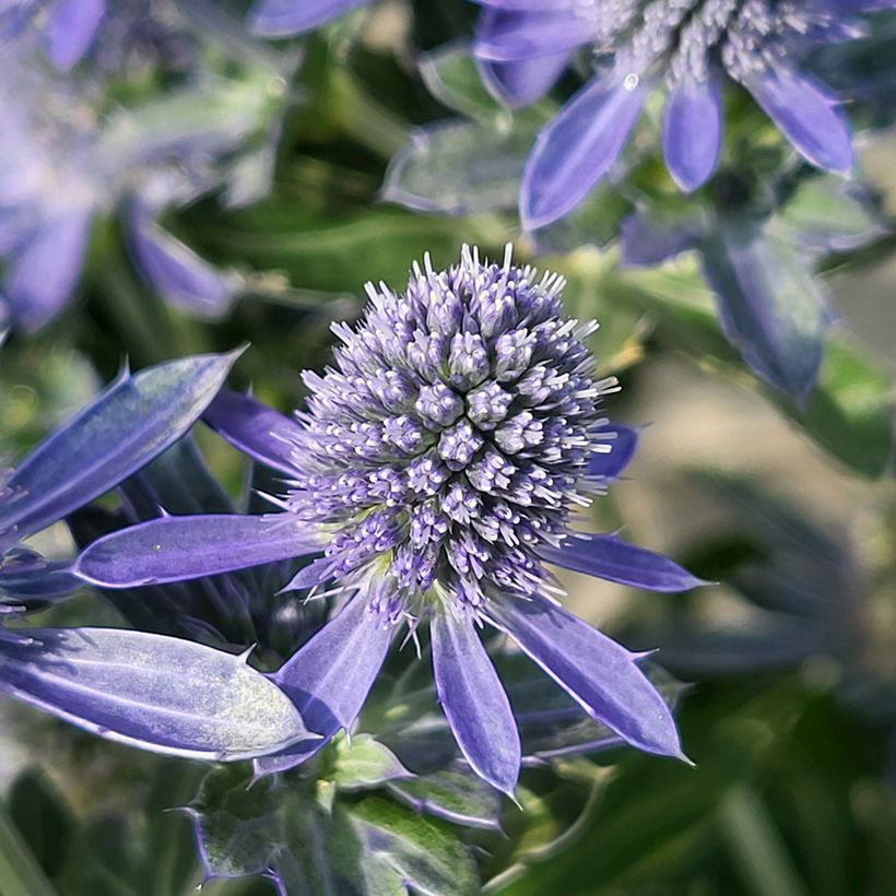 Eryngium planum Grumpy® - Flat Sea holly (Flowering)