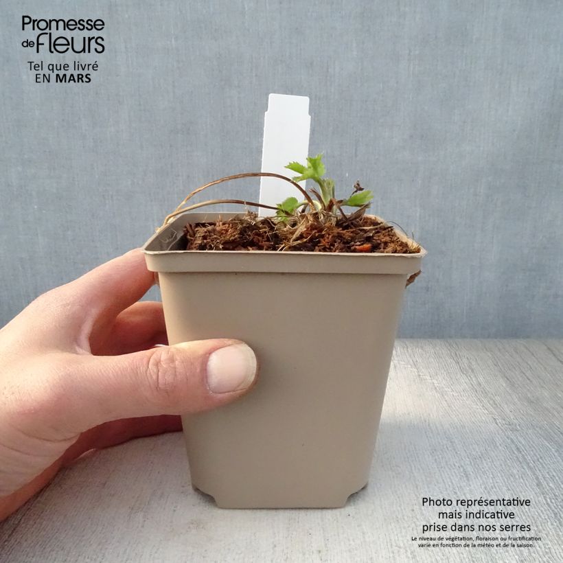 Eryngium zabelii Jos Eijking 8/9 cm pot sample as delivered in spring