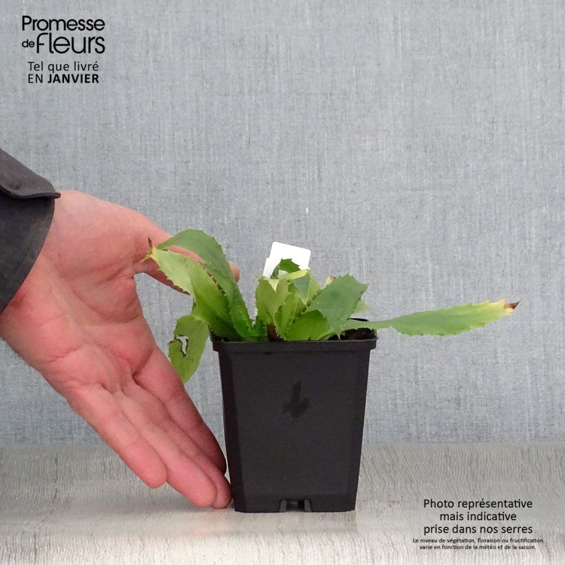 Eryngium agavifolium 8/9 cm pot sample as delivered in winter