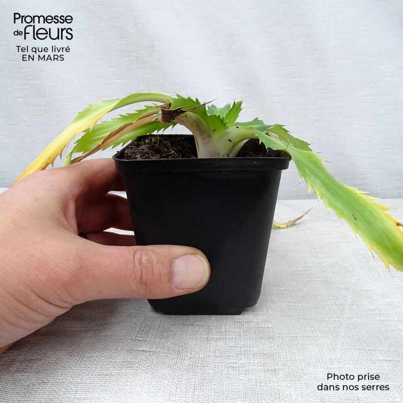 Eryngium agavifolium 8/9 cm pot sample as delivered in spring