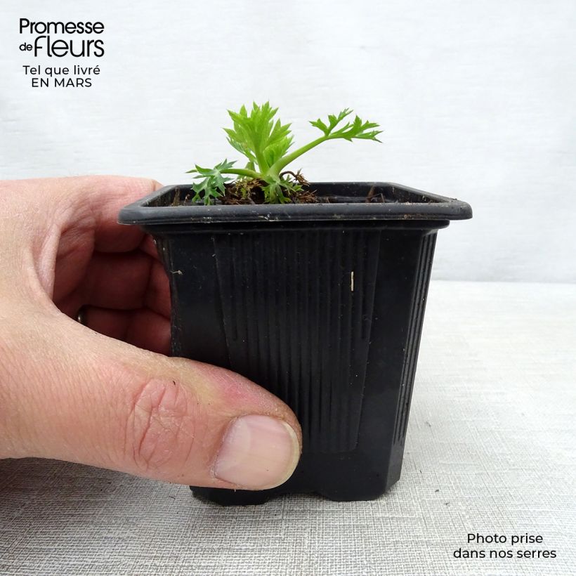 Eryngium bourgatii 8/9 cm pot sample as delivered in spring