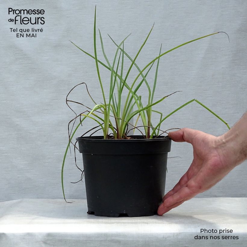 Eryngium ebracteatum var. poterioides 2L/3L pot sample as delivered in spring