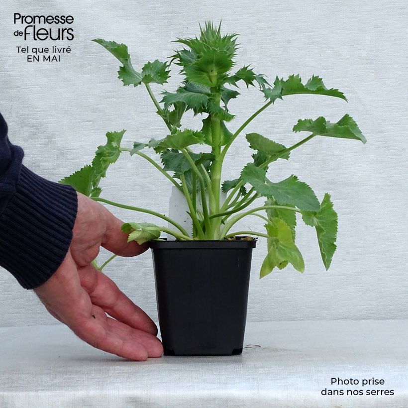 Eryngium giganteum 8/9 cm pot sample as delivered in spring