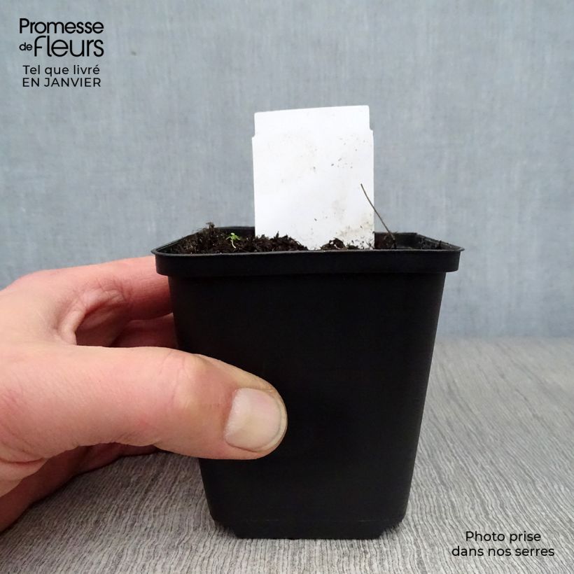 Eryngium giganteum 8/9 cm pot sample as delivered in winter