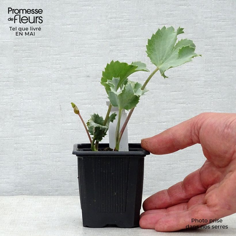 Eryngium maritimum 8/9 cm pot sample as delivered in spring