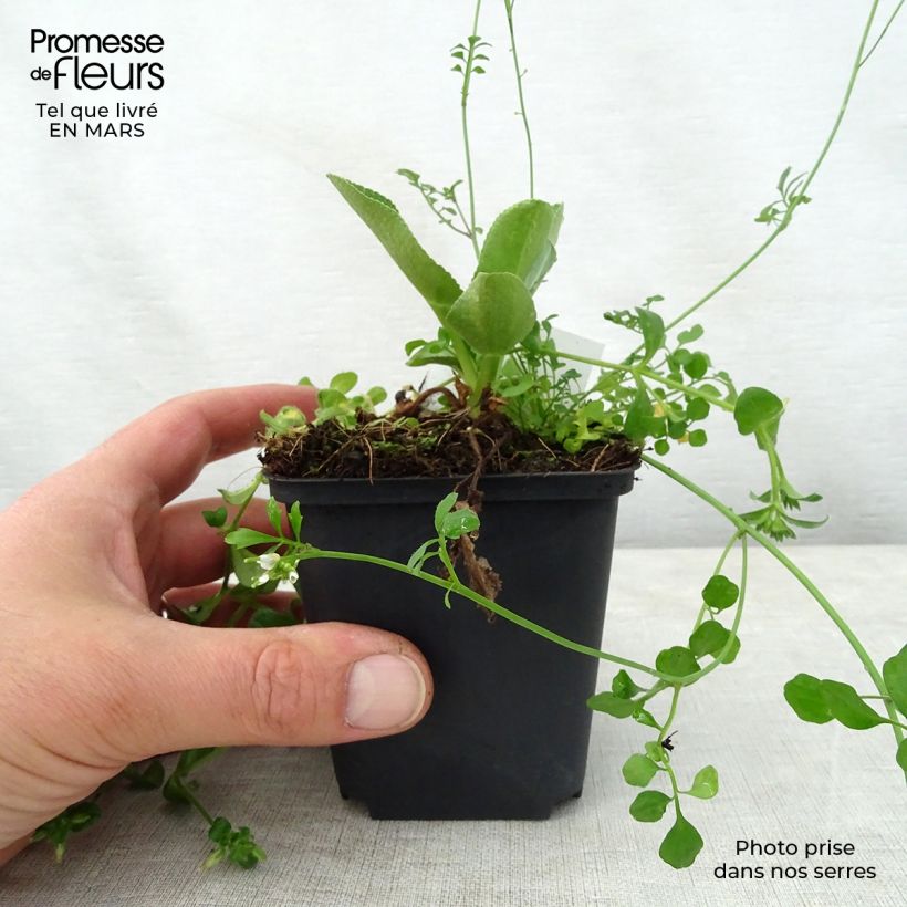 Eryngium planum Blauer Zwerg 8/9 cm pot sample as delivered in spring