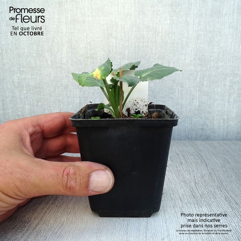 Eryngium planum Blauer Zwerg 8/9 cm pot sample as delivered in autumn