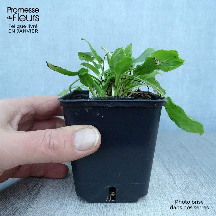 Eryngium planum Blue Hobbit 8/9 cm pot sample as delivered in winter