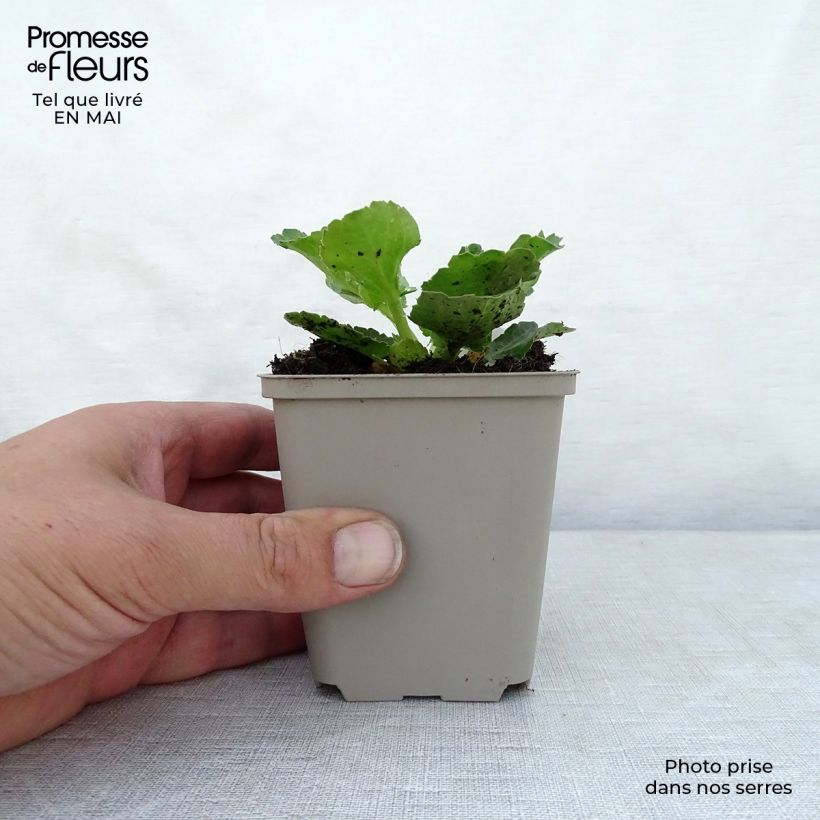 Eryngium planum Blue Hobbit 8/9 cm pot sample as delivered in spring