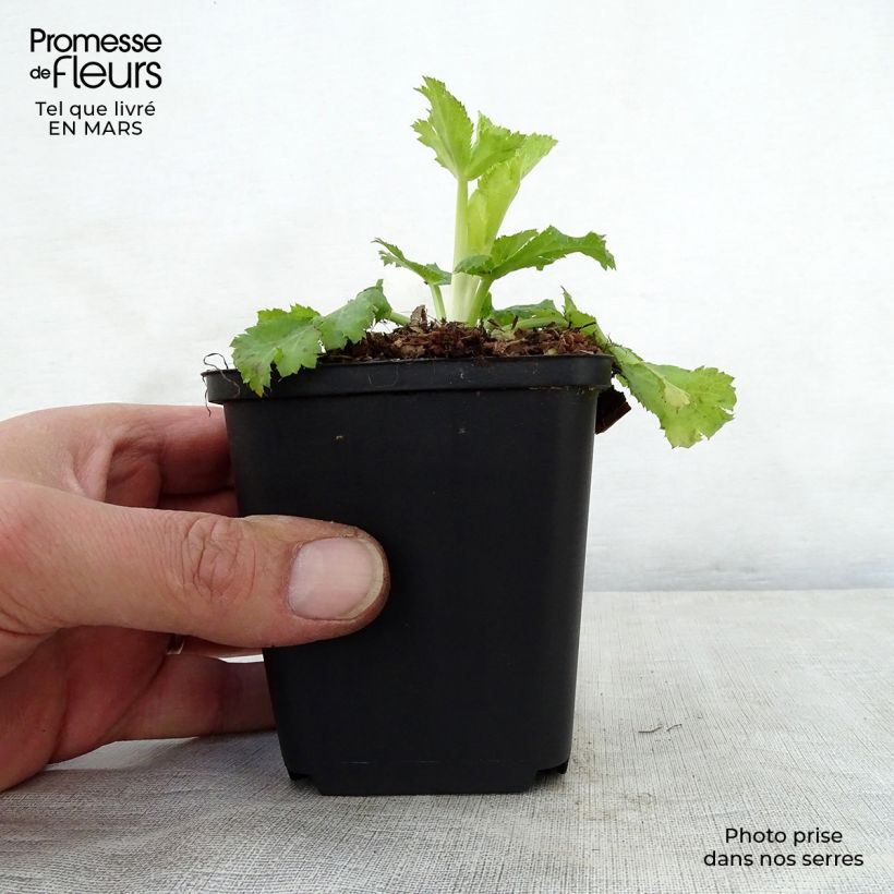 Eryngium planum Neptunes Gold 8/9 cm pot sample as delivered in spring