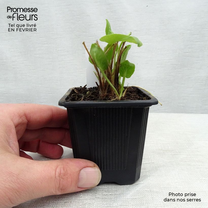 Eryngium planum 7/8 cm pot sample as delivered in winter