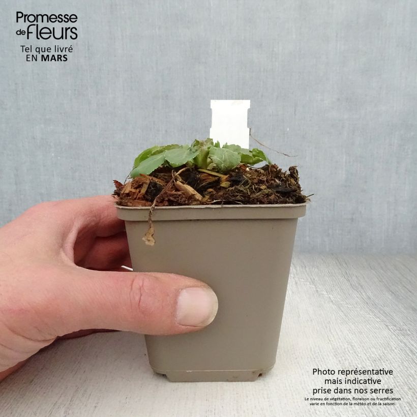 Eryngium tripartitum 8/9 cm pot sample as delivered in spring