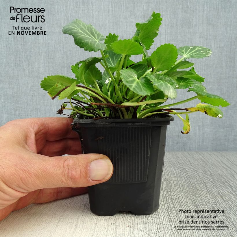 Eryngium variifolium 8/9 cm pot sample as delivered in autumn