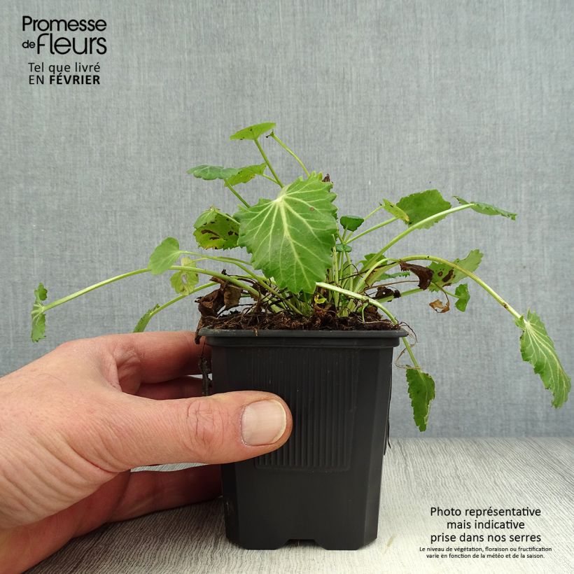 Eryngium variifolium 8/9 cm pot sample as delivered in winter