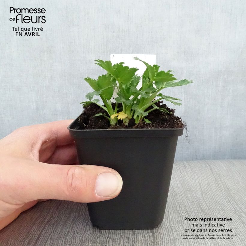 Eryngium zabelii Big Blue 8/9 cm pot sample as delivered in spring