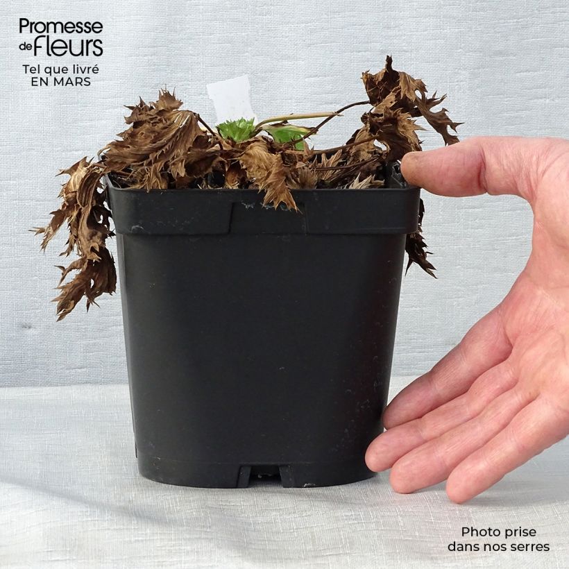 Eryngium zabelii Big Blue 2L/3L pot sample as delivered in spring