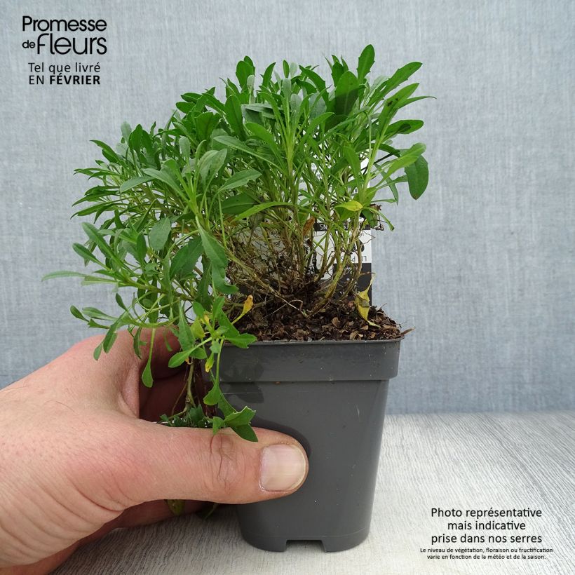 Erysimum Jubilee Gold - Wallflower 8/9 cm pot sample as delivered in winter