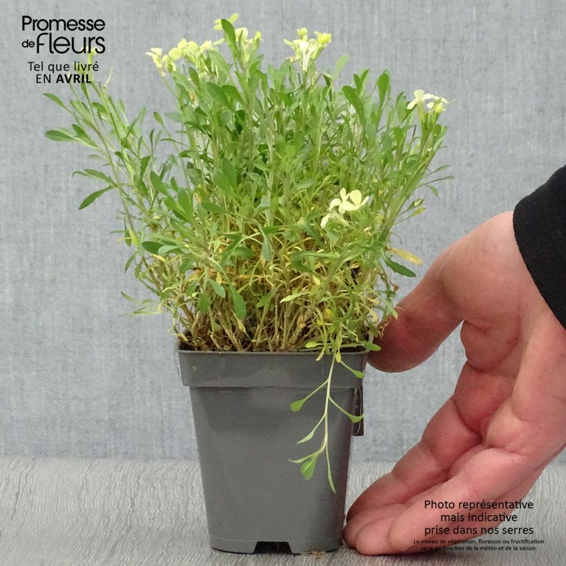 Erysimum Jubilee Gold - Wallflower 8/9 cm pot sample as delivered in spring