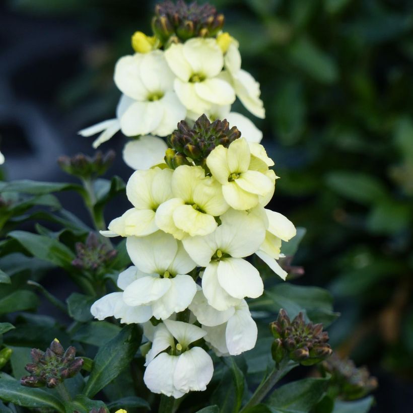 Erysimum Rysi Moon Plug Plant - Perennial Wallflower (Flowering)