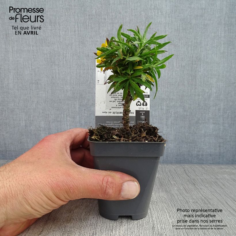 Erysimum alpinum - Wallflower 8/9 cm pot sample as delivered in spring