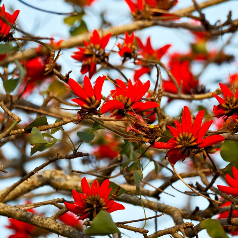 Erythrina caffra - African coral tree (Flowering)