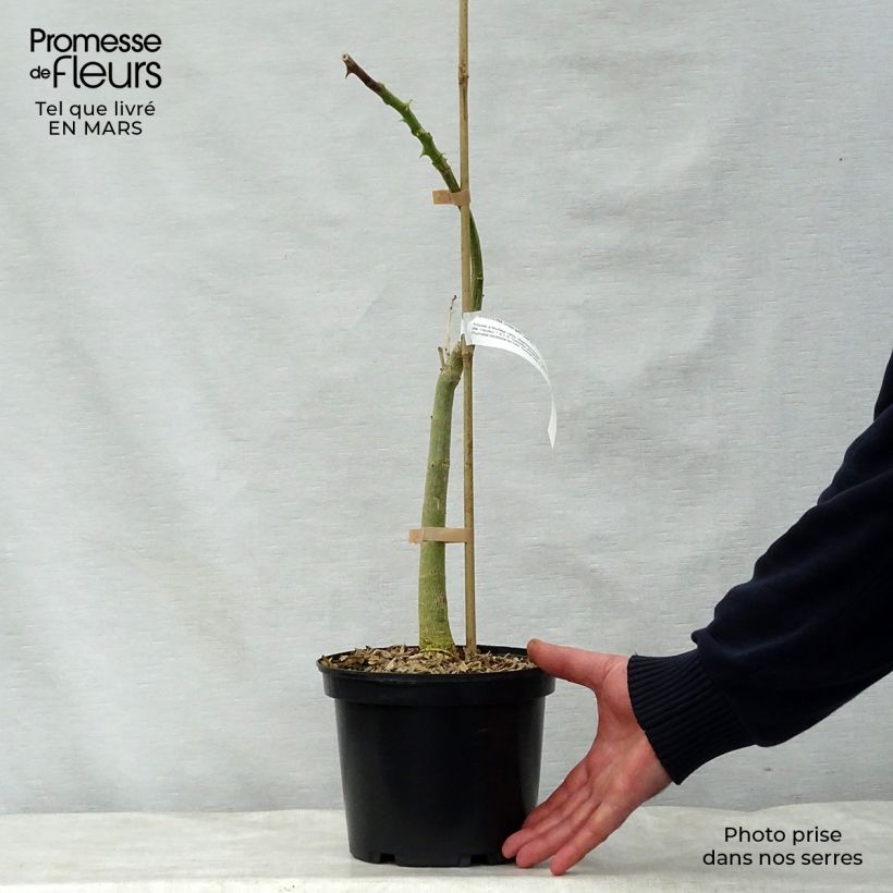 Erythrina crista-galli - Cockspur Coral Tree 2L/3L pot sample as delivered in spring