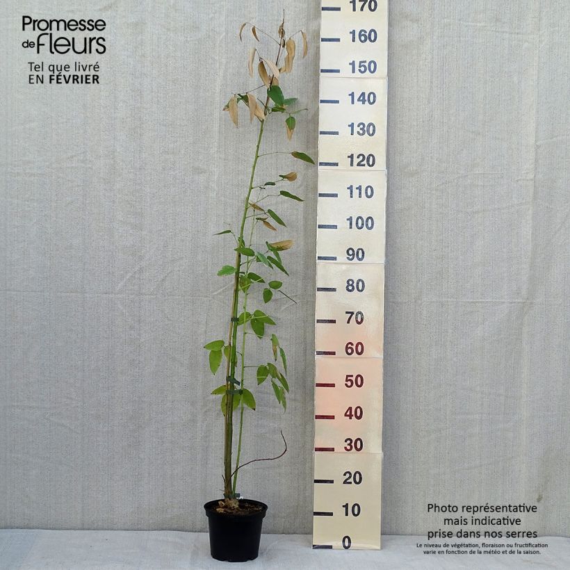 Erythrina crista-galli - Cockspur Coral Tree 2L/3L pot sample as delivered in autumn