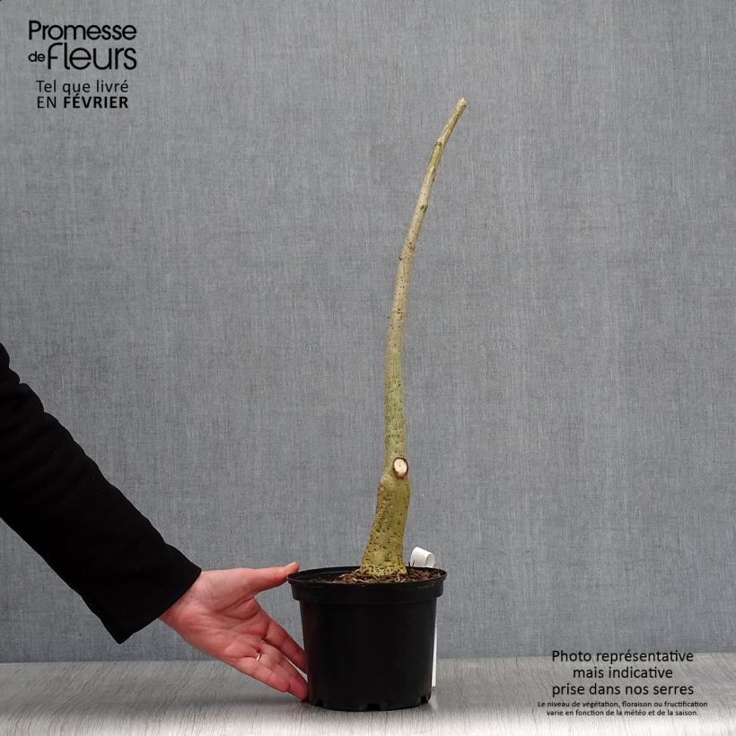 Erythrina crista-galli - Cockspur Coral Tree 2L/3L pot sample as delivered in winter