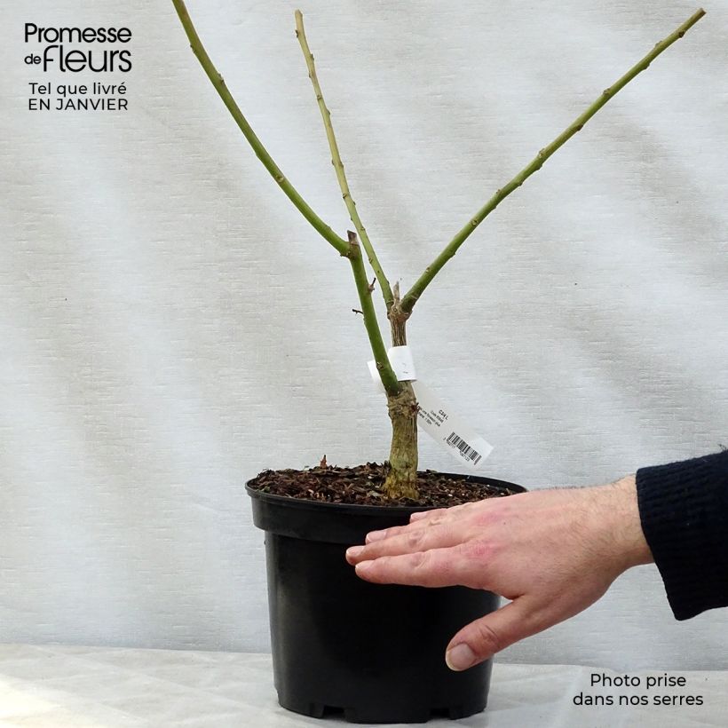 Erythrina crista-galli Compacta - Cockspur Coral Tree 2L/3L pot sample as delivered in winter