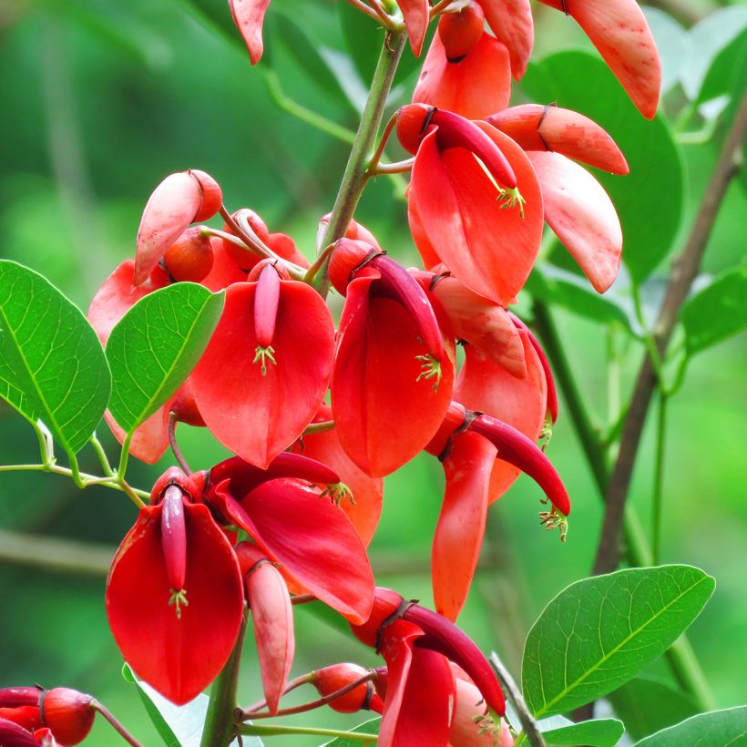 Erythrina crista-galli seeds - Cockspur coral tree (Flowering)