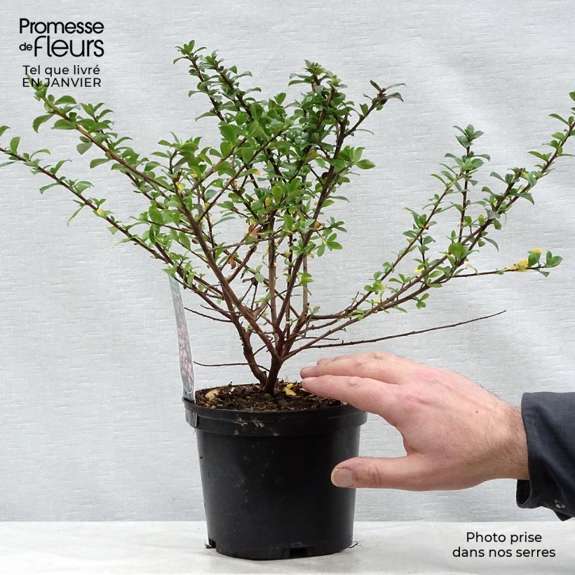 Escallonia virgata Apple Blossom 2L/3L pot sample as delivered in winter